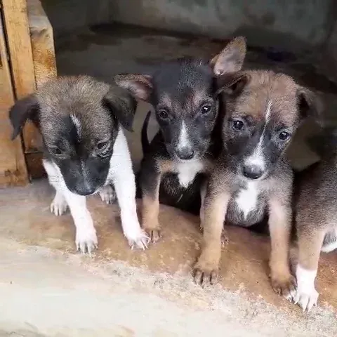 Care and rescue in action at Rasee Rescue sanctuary in Vavuniya