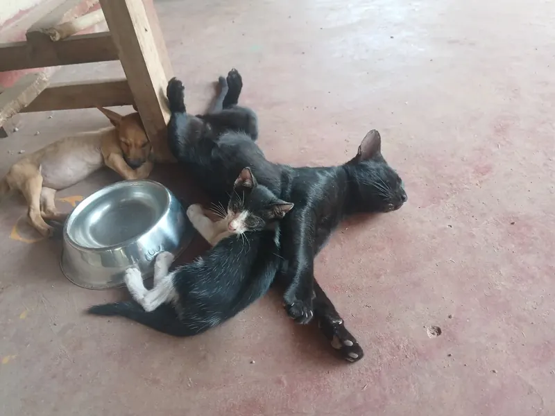 Rescued cat, kitten and puppy napping together at Rasee Rescue sanctuary