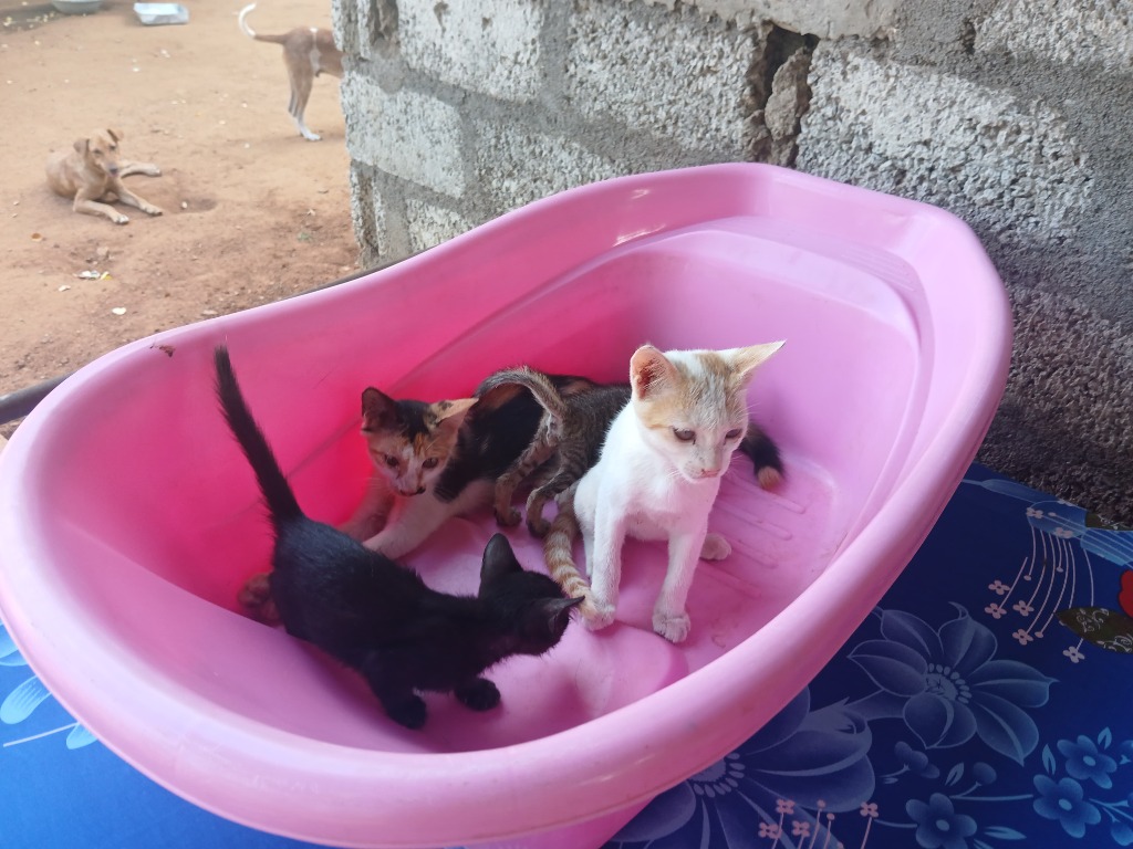 Rescued kittens resting safely in nursery tub at Rasee Rescue sanctuary