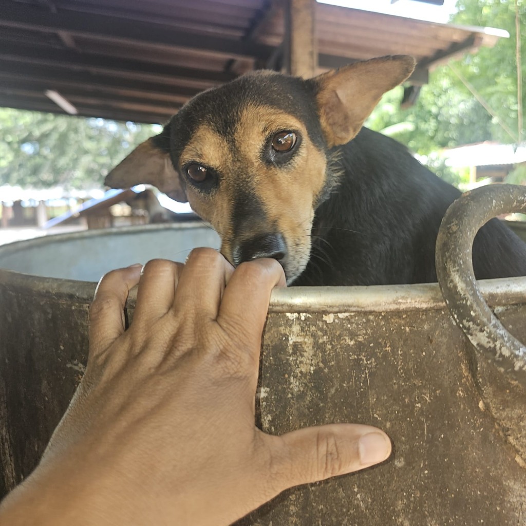 Rescued dog receiving gentle care from volunteer hand at Rasee Rescue