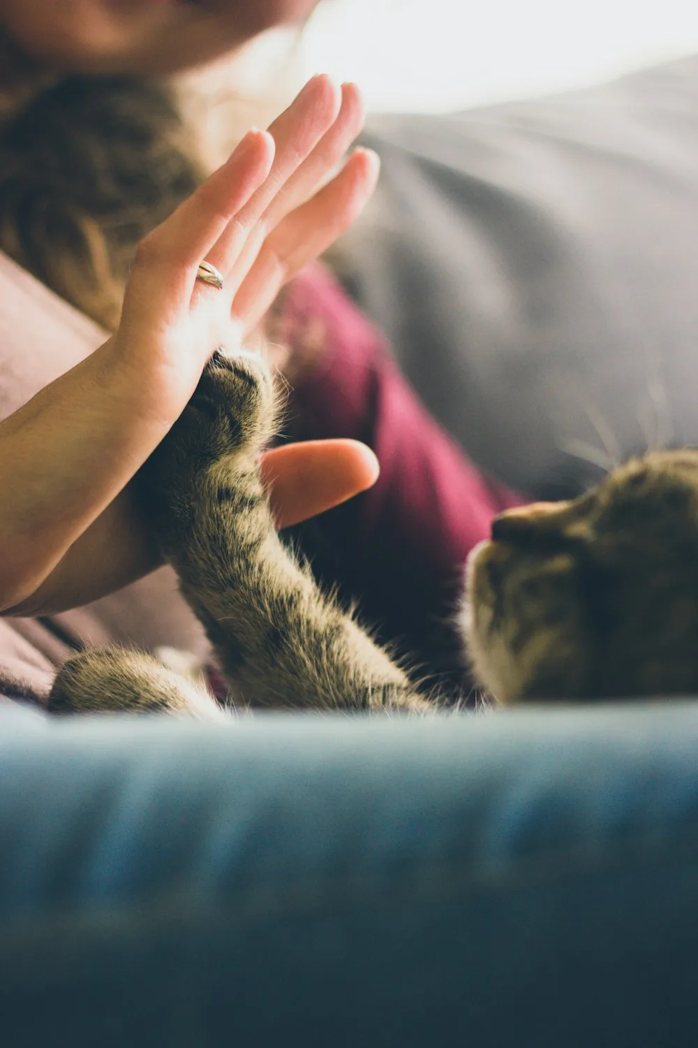 A dog's paw resting in a person's hands