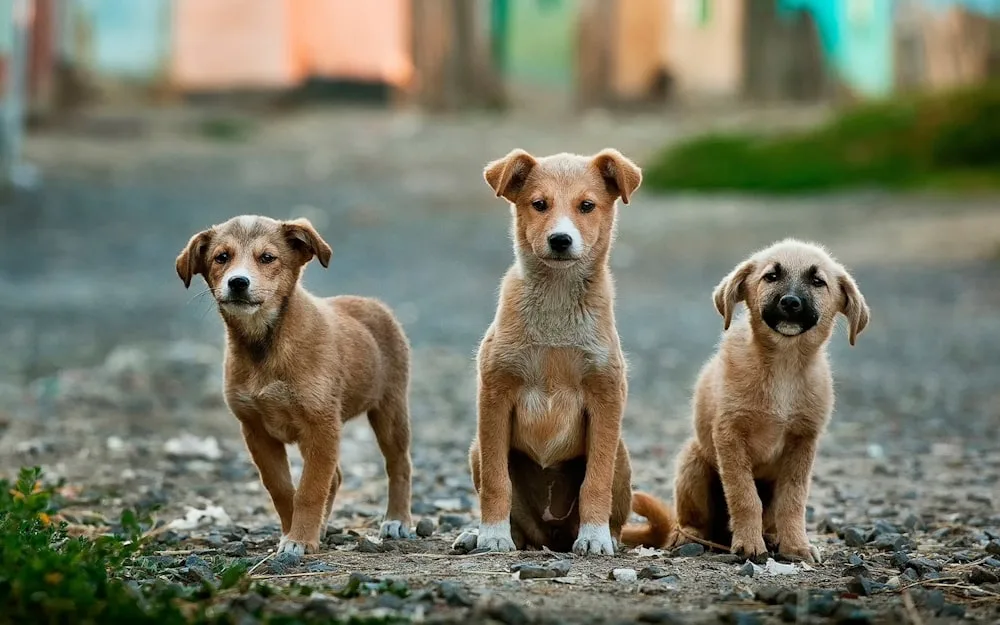 Street dogs in Vavuniya