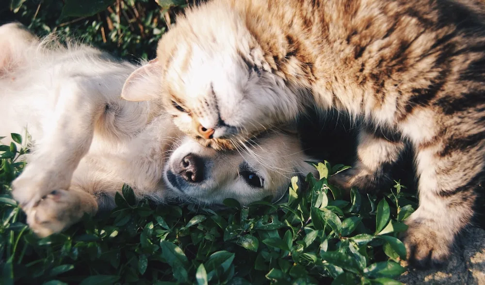 A volunteer resting with a dog
