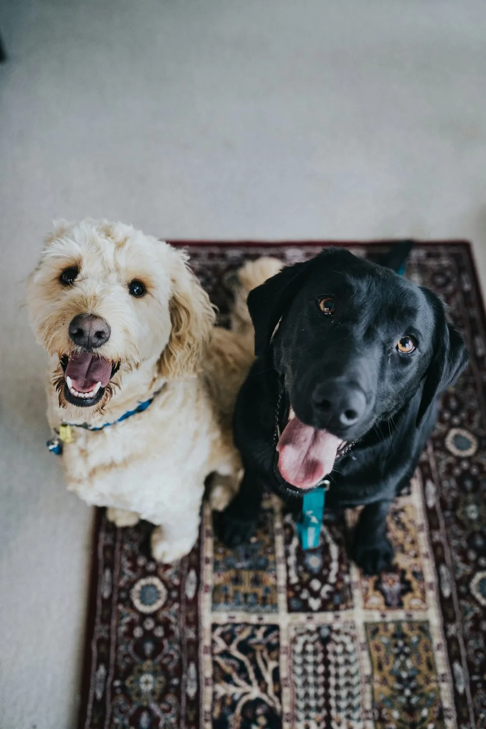 Two rescued dogs together