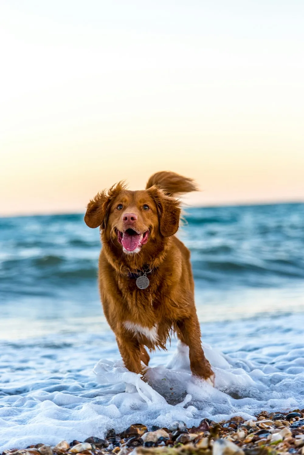 A dog running happily