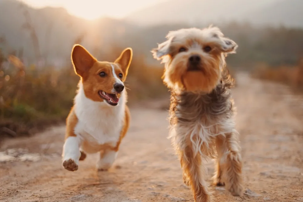 Dogs playing in the open at the shelter