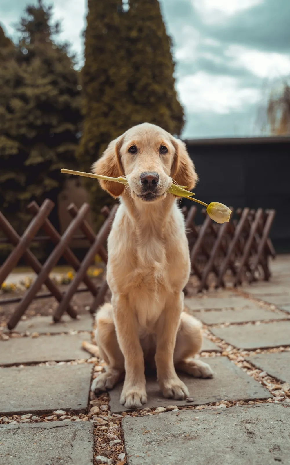 A gentle dog holding a flower