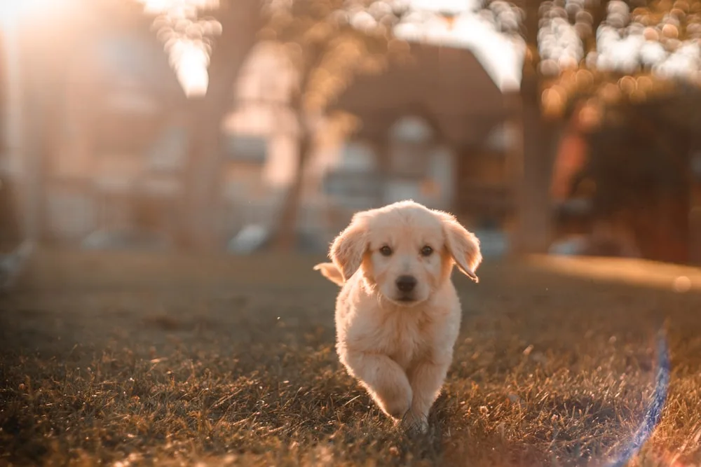 A puppy running on the street