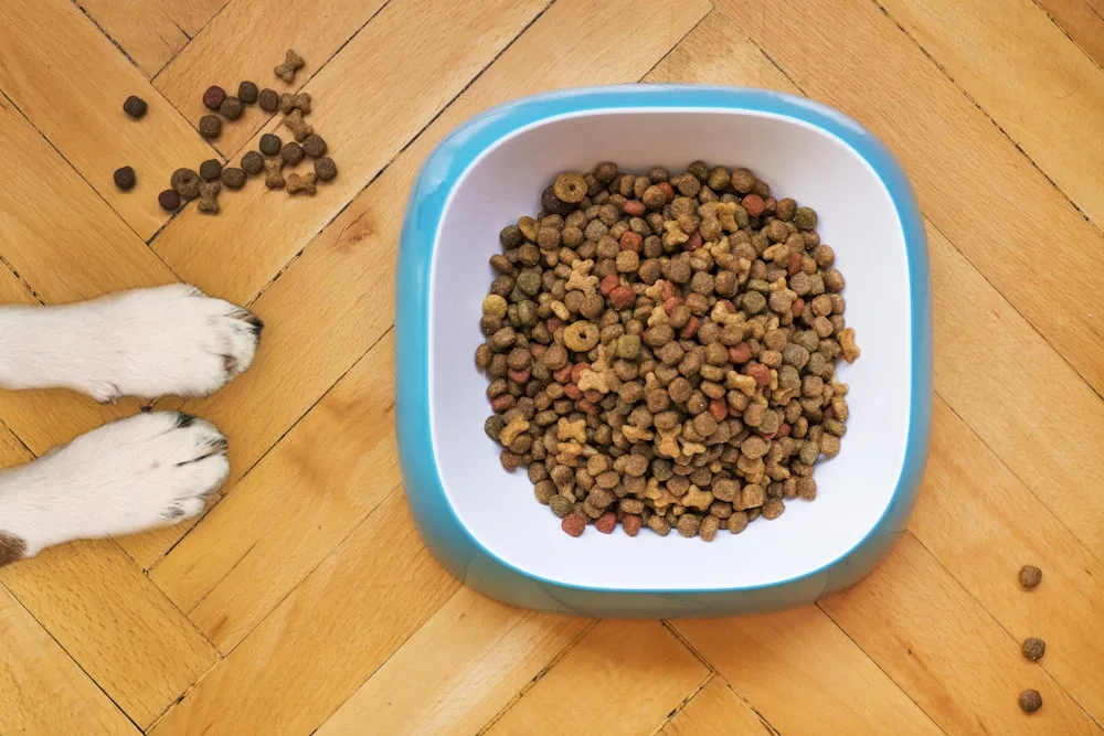 Meal time at the shelter