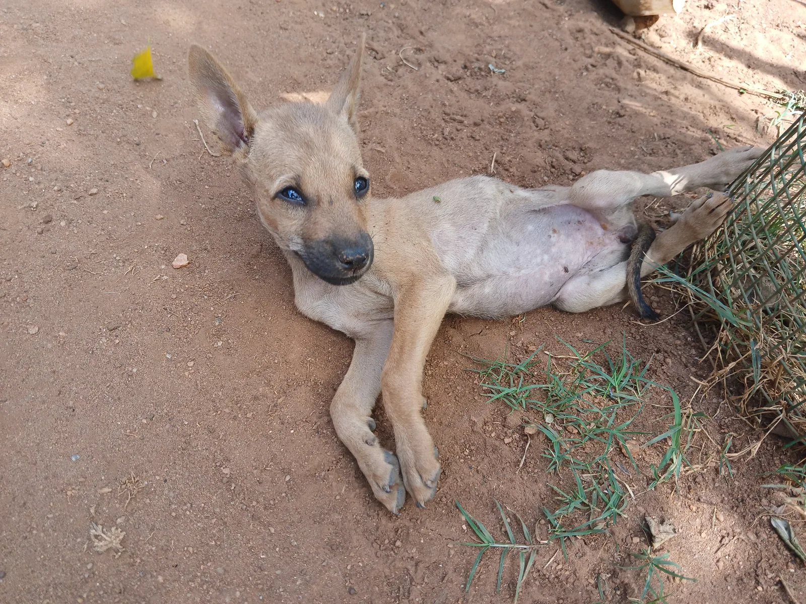 Rescued street animal being safely cared for at Rasee Rescue