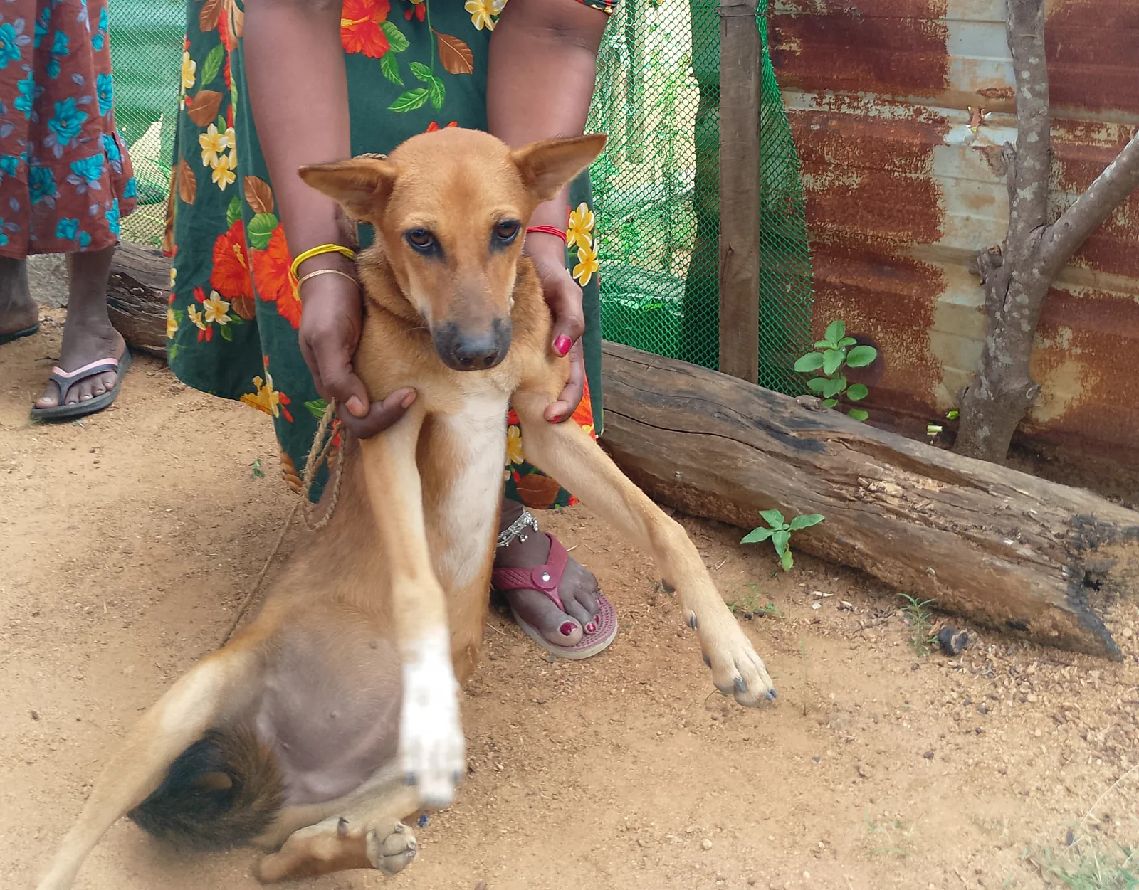 Serene adult rescued dog resting peacefully at Rasee Rescue shelter