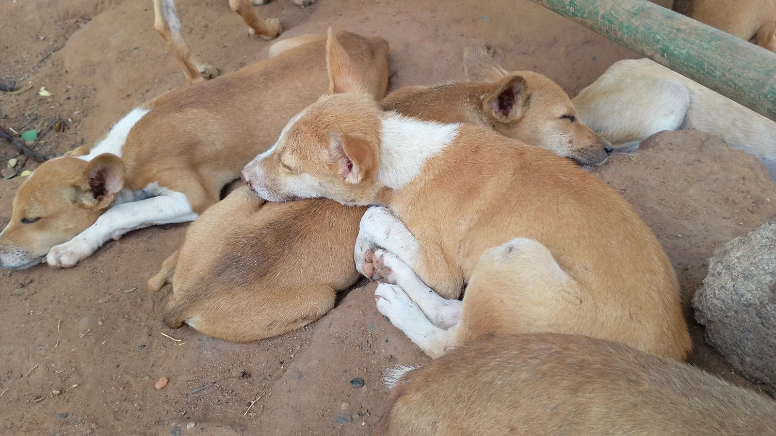 Rescued puppy resting safely at Rasee Rescue