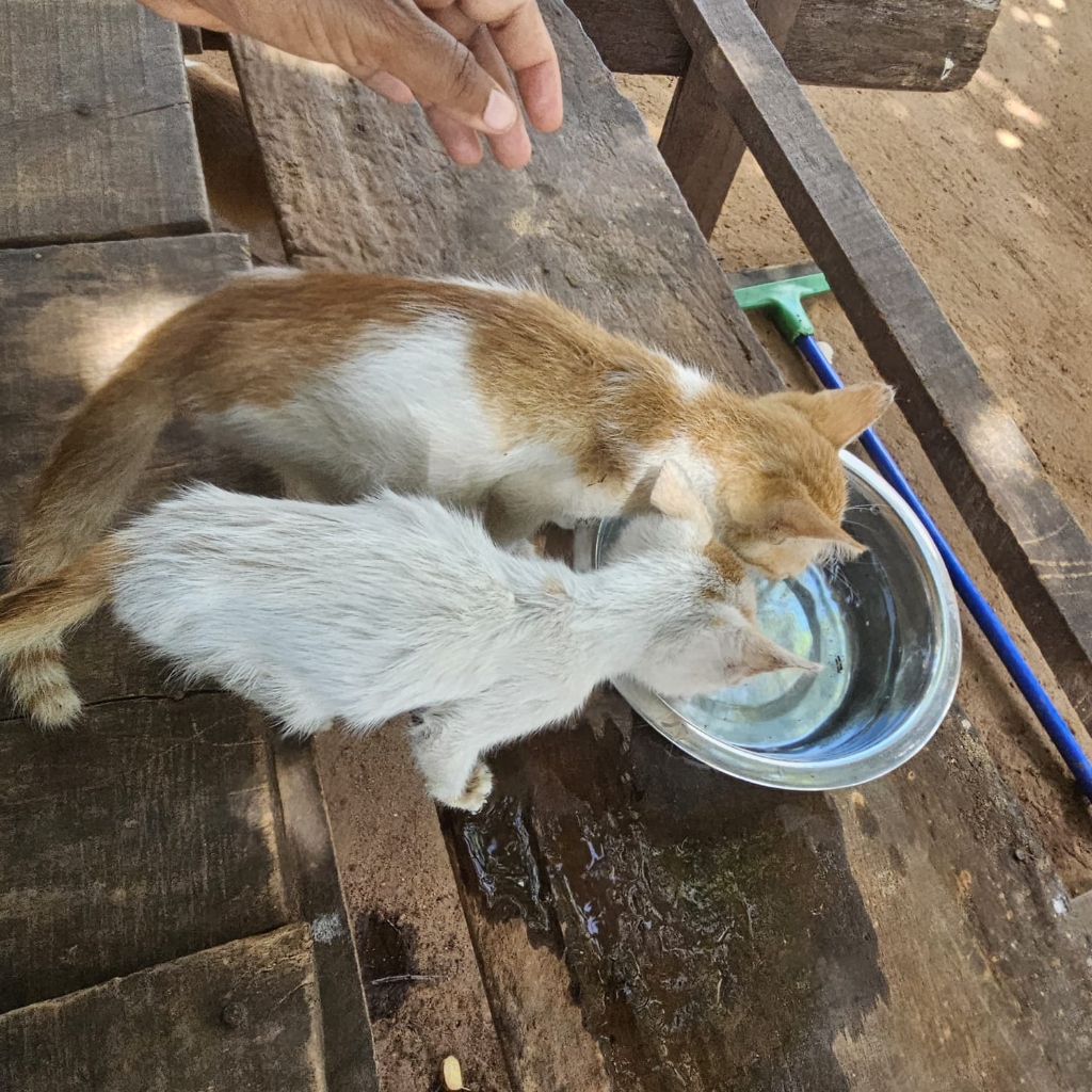 Fish Market Kittens: Saved During Feeding Rounds
